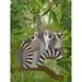 Lemur Family in Canopy Poster Print - Funky Fab (24 x 36)