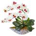 Silk Plant Nearly Natural Phalaenopsis Orchid Artificial Arrangement in Vase - White