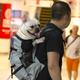 Slowmoose Breathable Pet Dog Carrier Bag For Large Dogs - Golden Retriever Bulldog Blue S