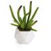 Primrue 2.75" Artificial Echinocereus Pentalophus Cactus Plant in Planter Ceramic/Plastic in White | 2.75 H x 3.5 W x 3.5 D in | Wayfair