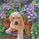 Crystal Art Framed Canvas Kit - Floral Pup