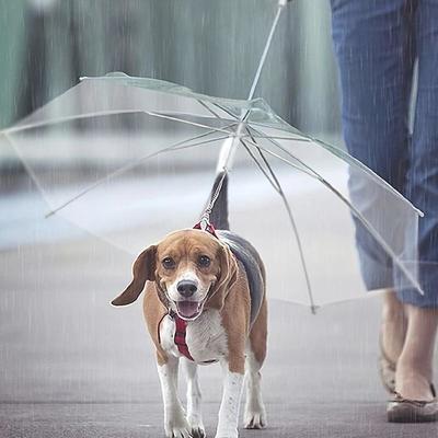 Pet Supplies Pet Umbrella Teddy Small Dog Walking Umbrella With Leash Dog Leash