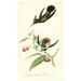 Lemaire Hummingbirds III Poster Print - C.L. Lemaire (14 x 24)