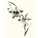 Studies in Ink - Cymbidium Poster Print - Nan Rae (18 x 24)