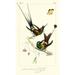 Lemaire Hummingbirds IV Poster Print - C.L. Lemaire (14 x 24)