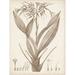 Sepia Exotic Plants VII Poster Print - Studio Vision (24 x 36)