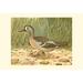 Blue-wing Teal Poster Print - Ridgeway (24 x 18)