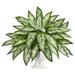 Nearly Natural 18in. Silver Queen Artificial Plant in White Pedestal Green