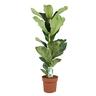 Plant in a Box Geigenfeige - Ficus Lyrata Set Höhe 90-110cm