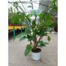 Philodendron Squamifer