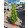 Mediterraneo Garden - Cupressus Goldcrest Wilma