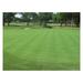 Jaxnfuro Creeping Bent Grass 1 Pound