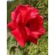 Hybrid T Rose 'Super Star' Variety (Free UK Postage) (Bare Roots to Plant Yourself)