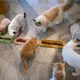 1PCS Pet Bowls Dog Food Water Feeder Leakproof Cat Dog Food Feeder Pet Supplies For Multiple Kitten