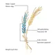 Beaut&Berry High-end 14k gold-plated Wheat Brooches 5-color Zircon Plant Pins Office Casual