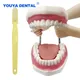 Teaching Dental Brushing Model with Big Toothbrush Standard Flossing Teeth Model Normal Dentist