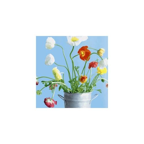 240 Duni Tissue-Servietten 33 x 33 cm Poppies 3-lagig