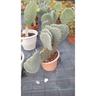 Opuntia Robusta