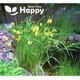 Yellow Flag Iris - 15 seeds - Iris pseudacorus - Water iris - POND Wildflower