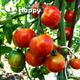 Tomato Duo Striped - 120 SEEDS Solanum lycopersicon