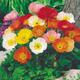 ICELAND POPPY F2 WIND song mix - 1000 seeds - Papaver nudicaule - rockery flower