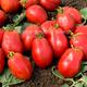 TOMATO SEEDS - Roma Vf 450 seeds - Vegetable seeds