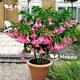 ANGEL'S TRUMPETS SIngle PINK - 5 seeds- Datura brugmansia - Tropical woody shrub
