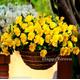 PANSY TRAILING FLOWERING Yellow - 150 seeds - Viola williamsii pendula - Balcony Flower