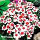 Chines Pink - MERRY GO ROUND - Dianthus Chinensis - 150 seeds - Annual Flower