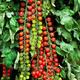 SWEET MILLION TOMATO F1 - 15 Certified seeds - Cherry Tomato - Vegetable seeds