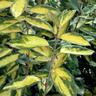 Elaeagnus panaché Limelight/Pot de 3L