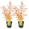 Acer palmatum 'Katsura' - Lot de 2 - Erable japonais - Pot 19cm -Hauteur 60-70cm