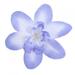 10Pcs Artificial Flowers Fake Orchid Flower Head Simulated Floral for Wedding Bridal Wreath Decoration (6 Colors) Blue