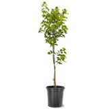 American Plant Exchange Shade Trees Live Maple Red Tree, 5-Gallon Pot in Black | 24 H x 10 D in | Wayfair Maple Red 5G