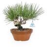 Pino nero - 21 cm - Pinus Thunbergii