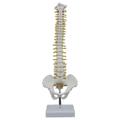 Colonne VertéBrale Humaine de 45 cm avec ModèLe Pelvien ModèLe de Colonne VertéBrale D'Anatomie