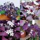 20 x Oxalis Triangularis SEEDS Purple Shamrock Summer Flowering Perennial