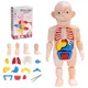 Torse humain parfait en 3D 15 pièces structure du corps humain fuchsia jouet pour enfants et