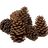 Large Cinnamon Scented Pinecones 8/Pkg - Pinecone Filler - Cinnamon Fragrance