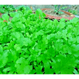 ðŸŒ¿100+ CILANTRO SEEDS | AUTUMN HERB GARDEN | PEST BUG REPELLENT | NON-GMO | USðŸŒ¿