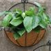 Wall Hanging Planters Basket Iron Half Round Plant Flower Wall Holder With Coir Liner Plant Hanger For Garden Porch Balcony Indoor Outdoor Decoration