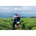 Save 6.03%! A Day in Nuwara Eliya: Sights & Local Delights