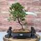 Satsuki Azalea (Rhododendron) Bonsai Tree | Matsunami | Informal Upright | In 16cm Pot