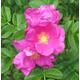 10 x 2ft Hedging Rose (Rosa Rugosa) Field Grown Bare Root Hedging Plants Tree Whip Sapling Wildlife Friendly