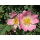 10 x 3ft Dog Rose (Rosa Canina) Field Grown Bare Root Hedging Plants Tree Whip Sapling