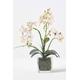 White Orchid 42 cm Phalaenopsis in Glass Pot