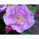 Lucky - Sweetly Scented Light Pink & Lilac Blooms - Floribunda Rose - Potted 4 Litre