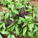Thai Basil Herb Seeds - 500 Count Seed Pack - Grown not only for Their Culinary uses but Also as an Ornamental Specimen - Country Creek LLC