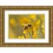 Jaynes Gallery 24x17 Gold Ornate Wood Framed with Double Matting Museum Art Print Titled - USA-New Mexico-Honey bee on rabbitbrush