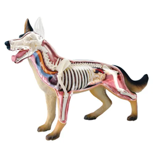 Tier organ Anatomie Modell 4d Hund Intelligenz Montage Spielzeug Lehre Anatomie Modell DIY beliebte